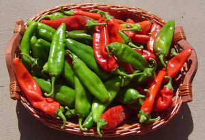 new mexico chile peppers